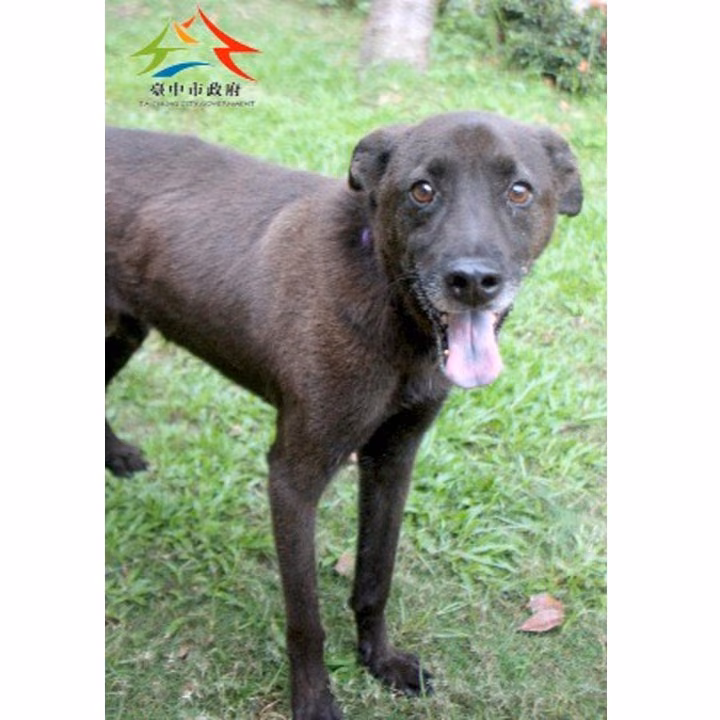 The dog, from the shelter's listing