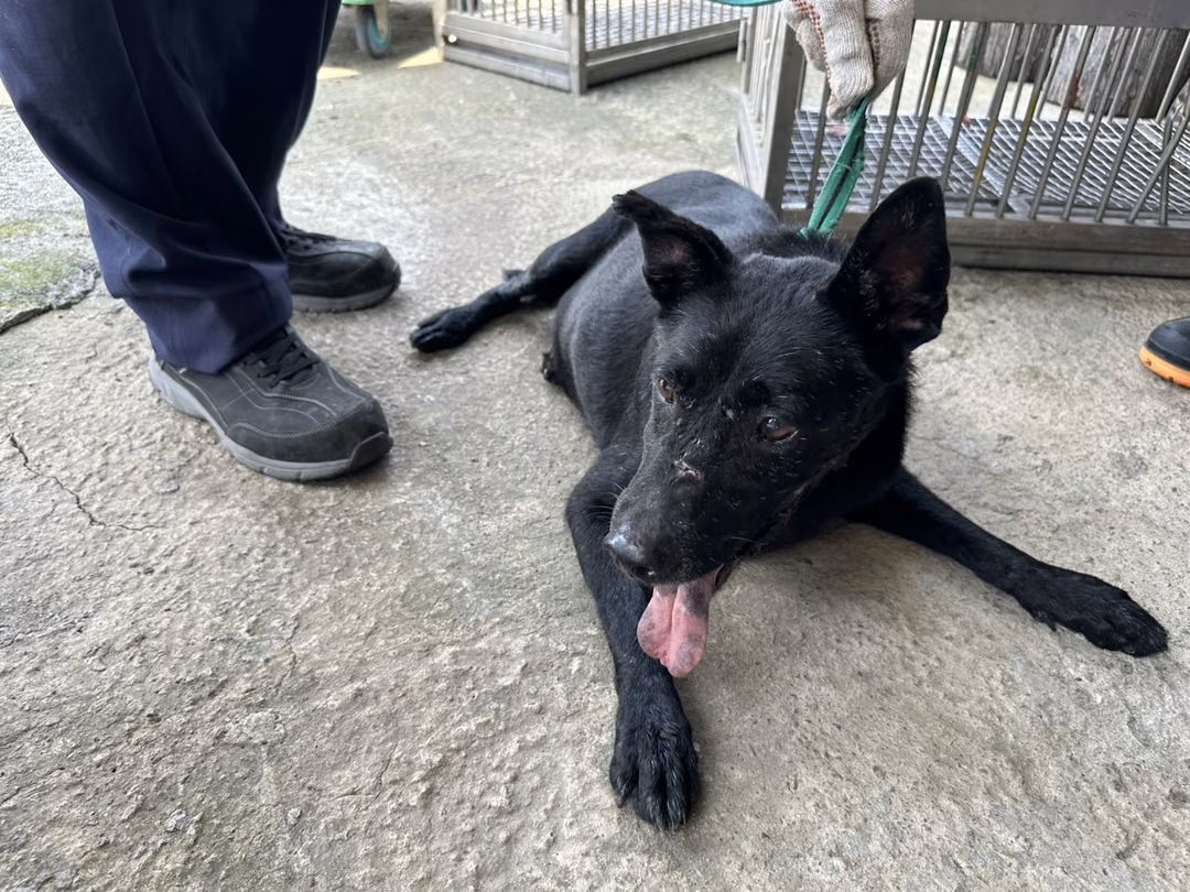 The dog, from the shelter's listing