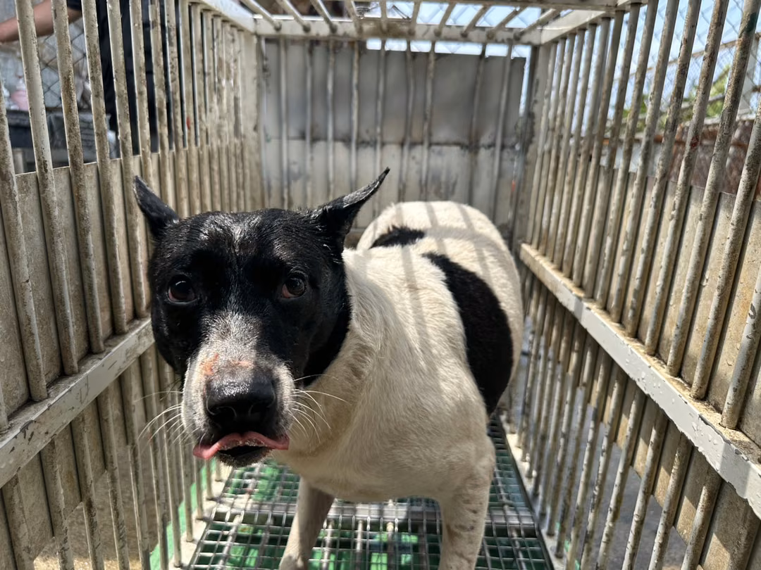 The dog, from the shelter's listing
