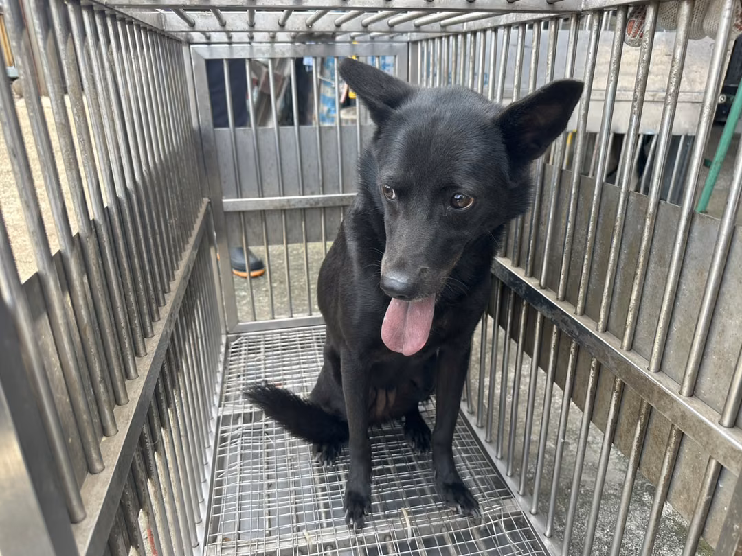 The dog, from the shelter's listing