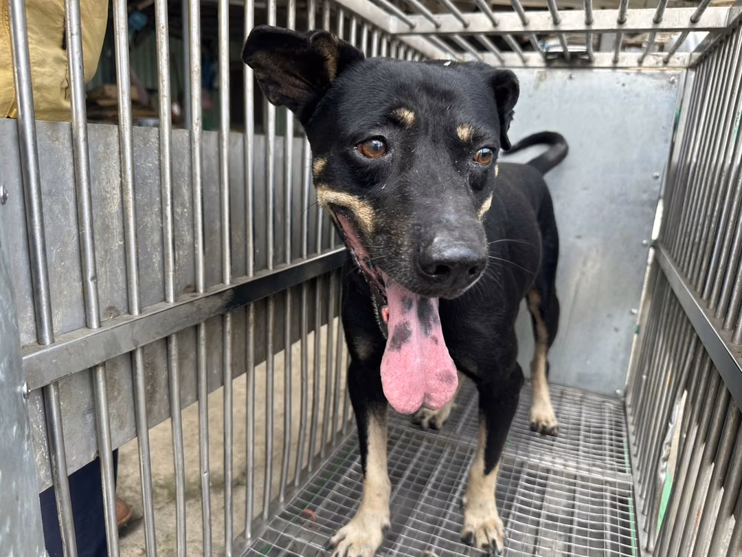 The dog, from the shelter's listing