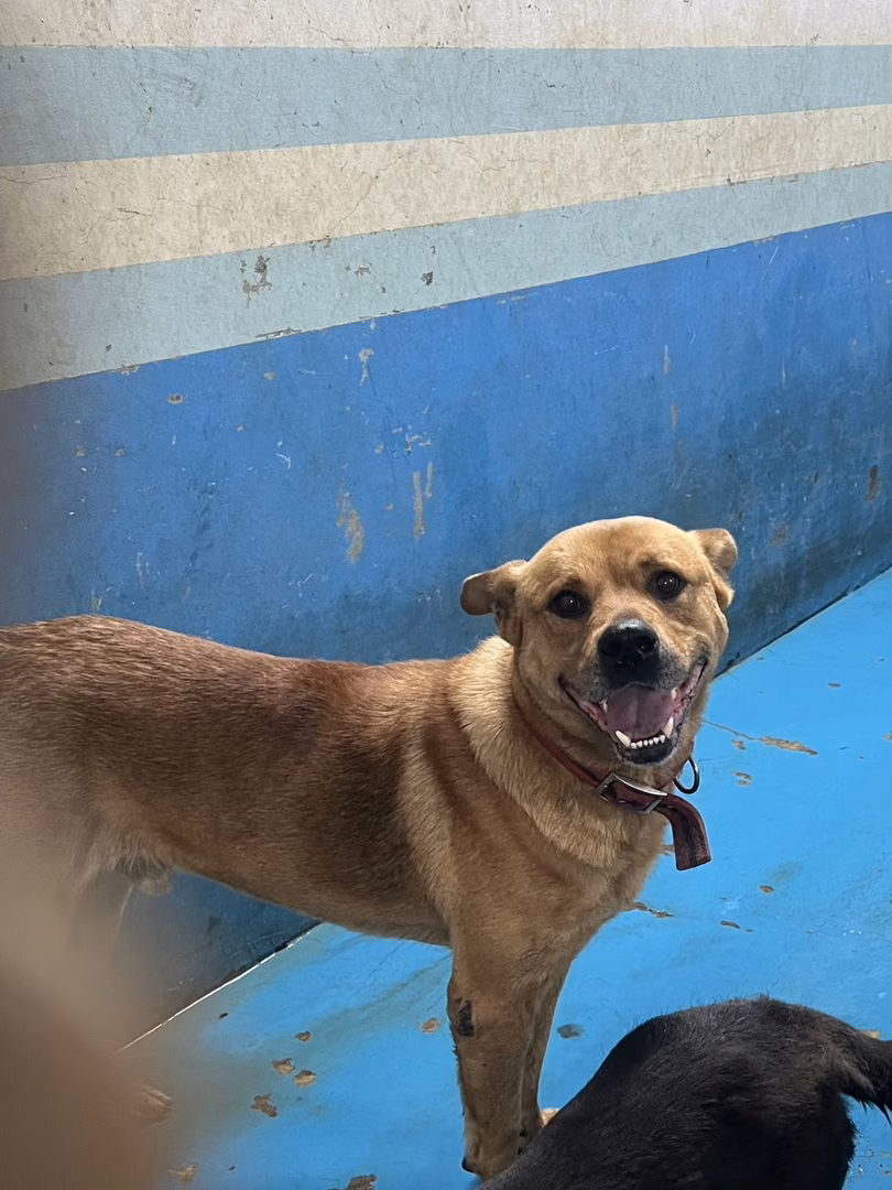 The dog, from the shelter's listing