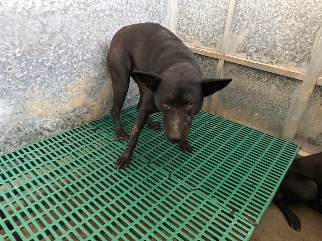 The dog, from the shelter's listing