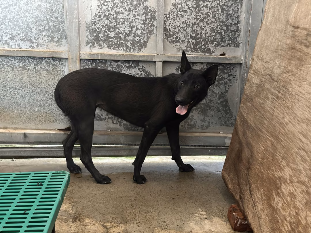 The dog, from the shelter's listing