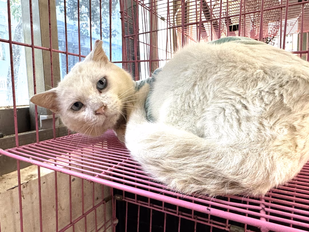 The cat, from the shelter's listing