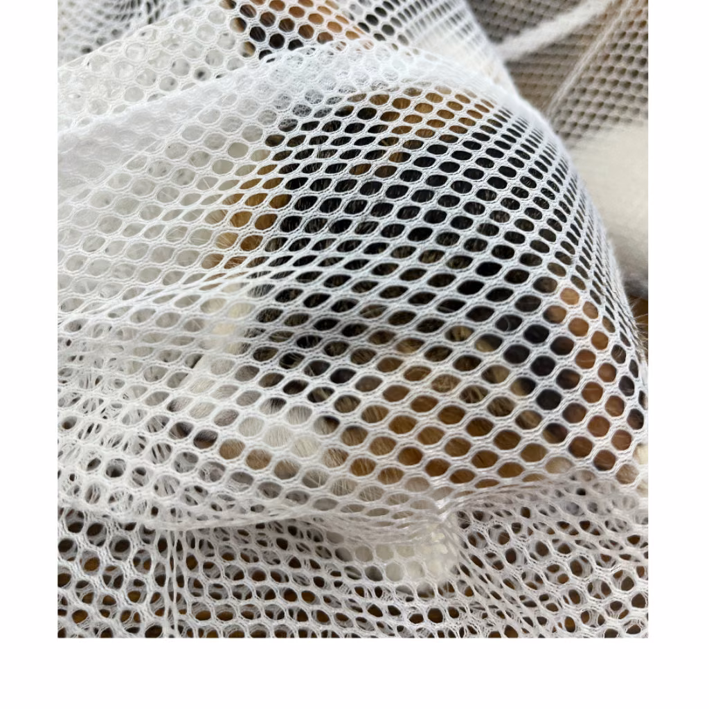 The cat, from the shelter's listing