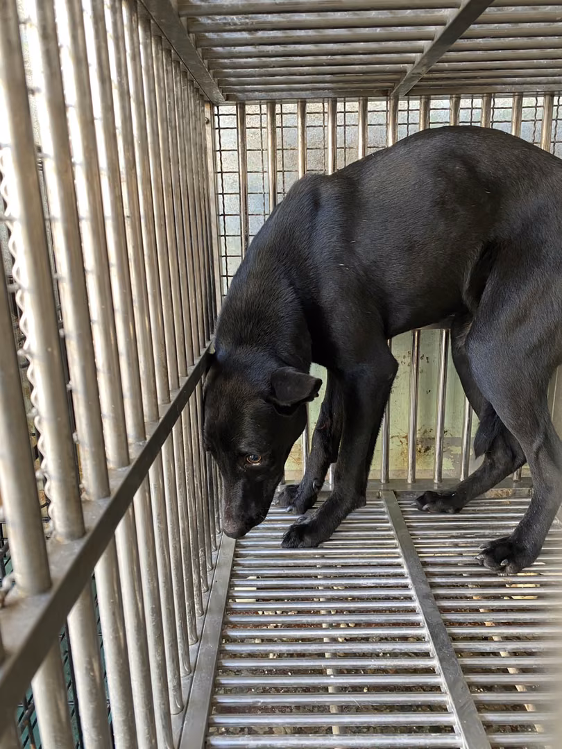 The dog, from the shelter's listing