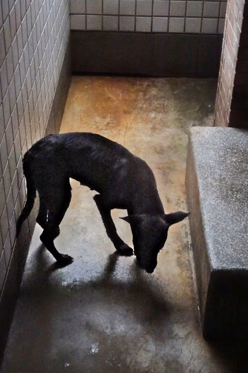 The dog, from the shelter's listing