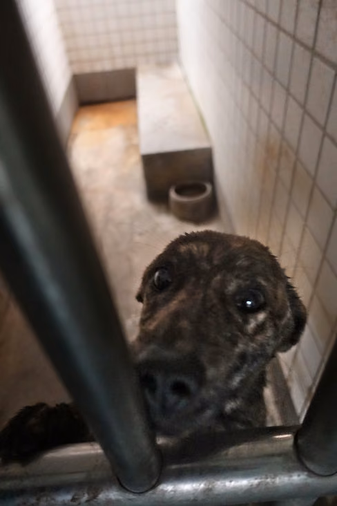 The dog, from the shelter's listing