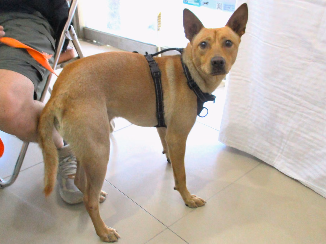 The dog, from the shelter's listing