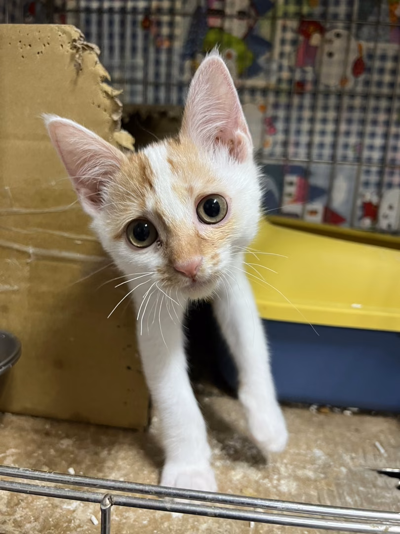 The cat, from the shelter's listing