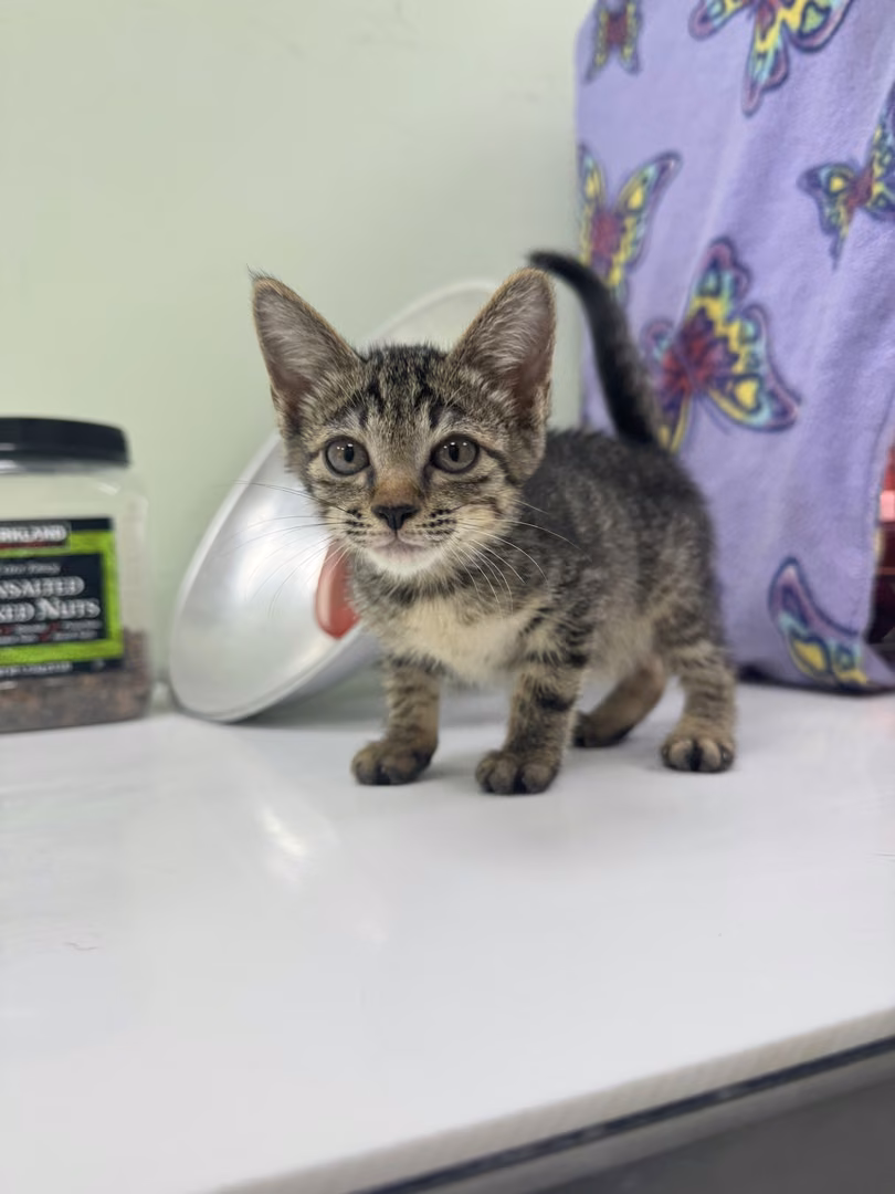 The cat, from the shelter's listing