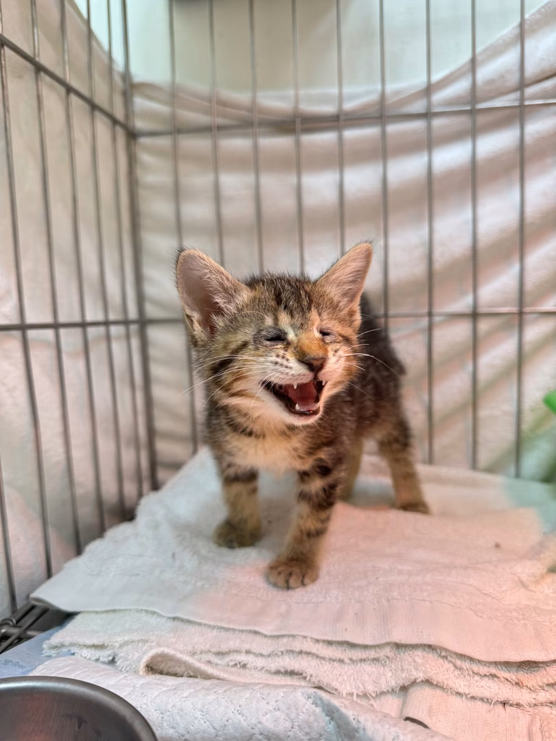The cat, from the shelter's listing