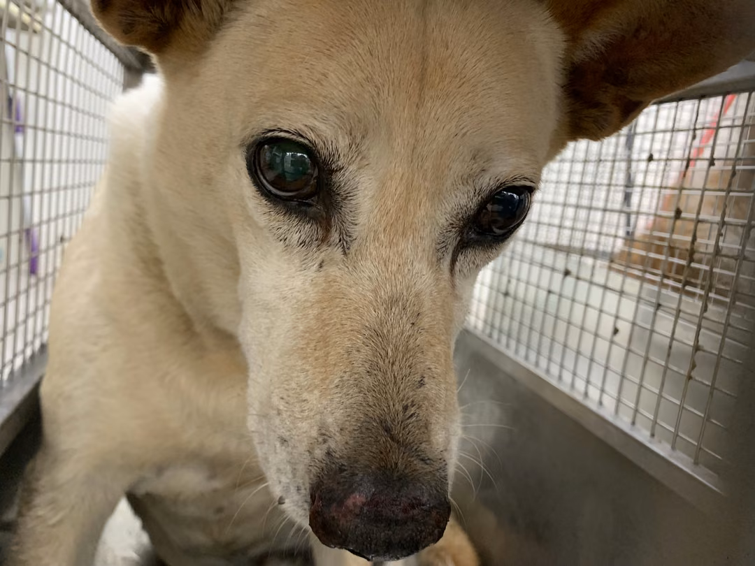The dog, from the shelter's listing