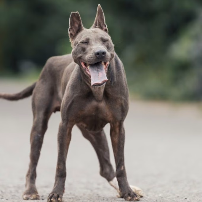 The dog, from the shelter's listing