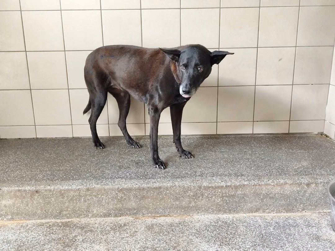 The dog, from the shelter's listing