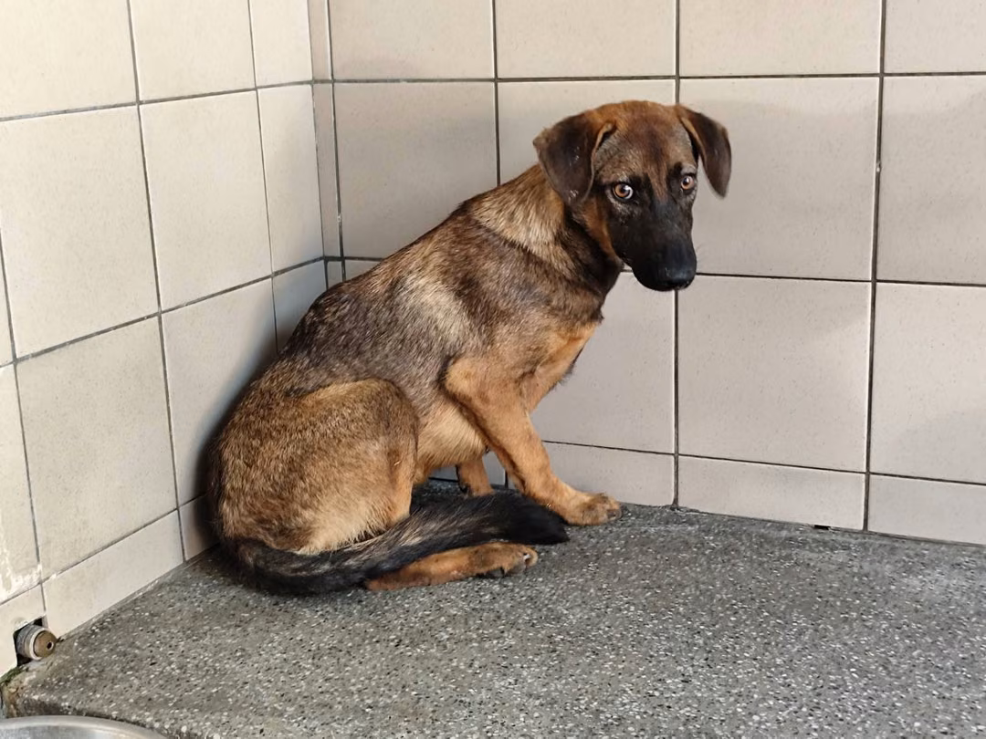 The dog, from the shelter's listing