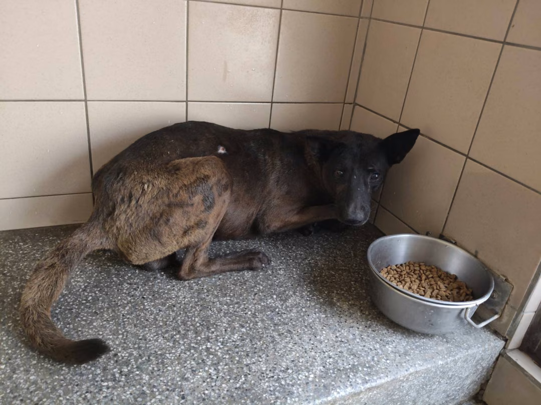 The dog, from the shelter's listing