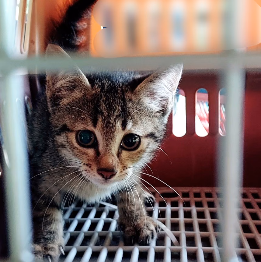 The cat, from the shelter's listing