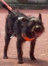 The dog, from the shelter's listing