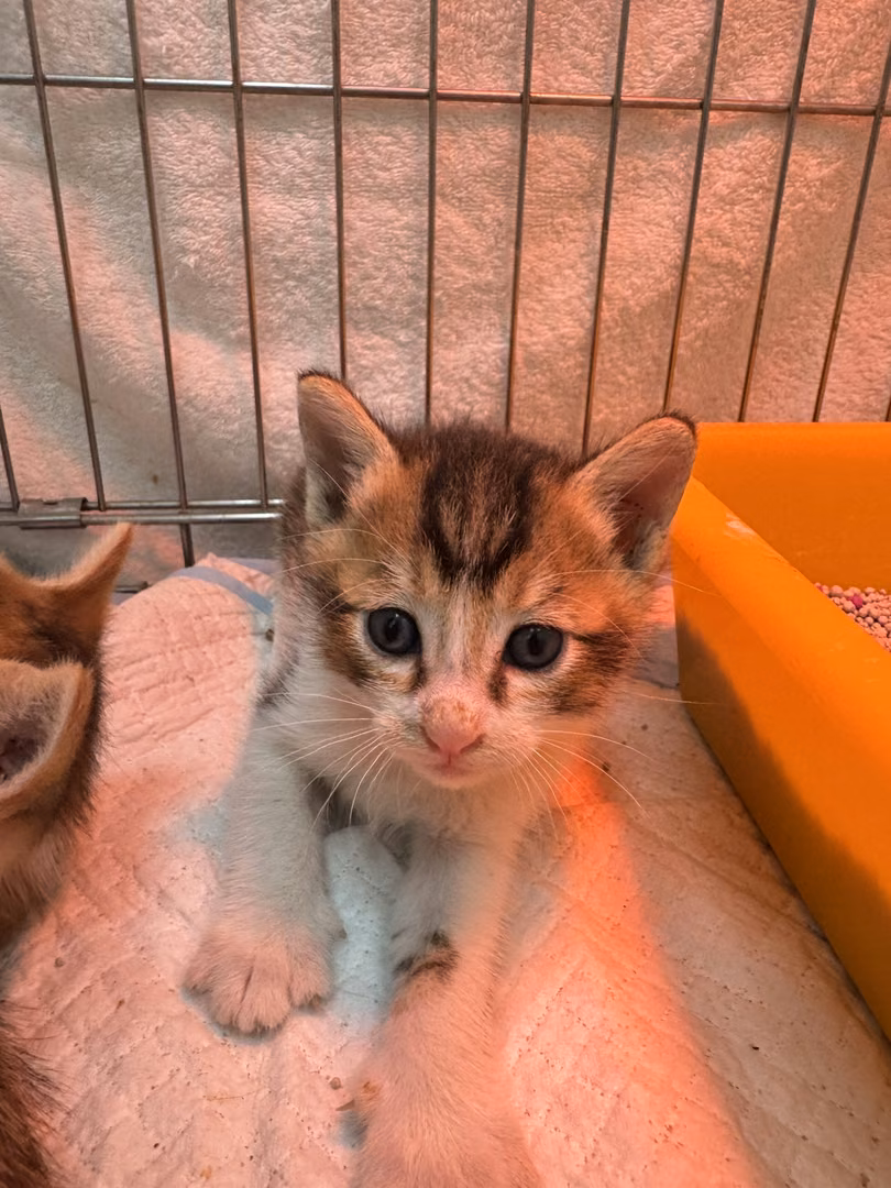 The cat, from the shelter's listing