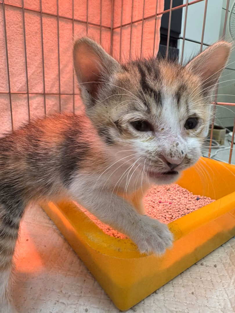 The cat, from the shelter's listing