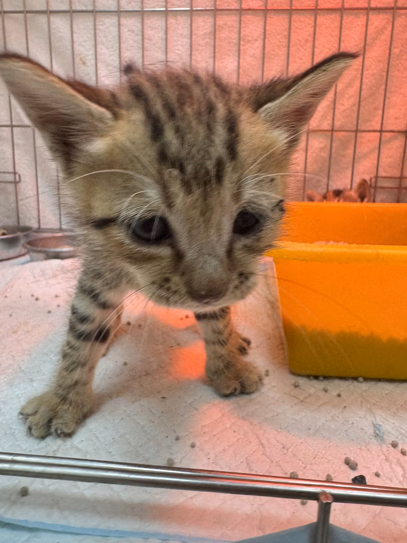 The cat, from the shelter's listing