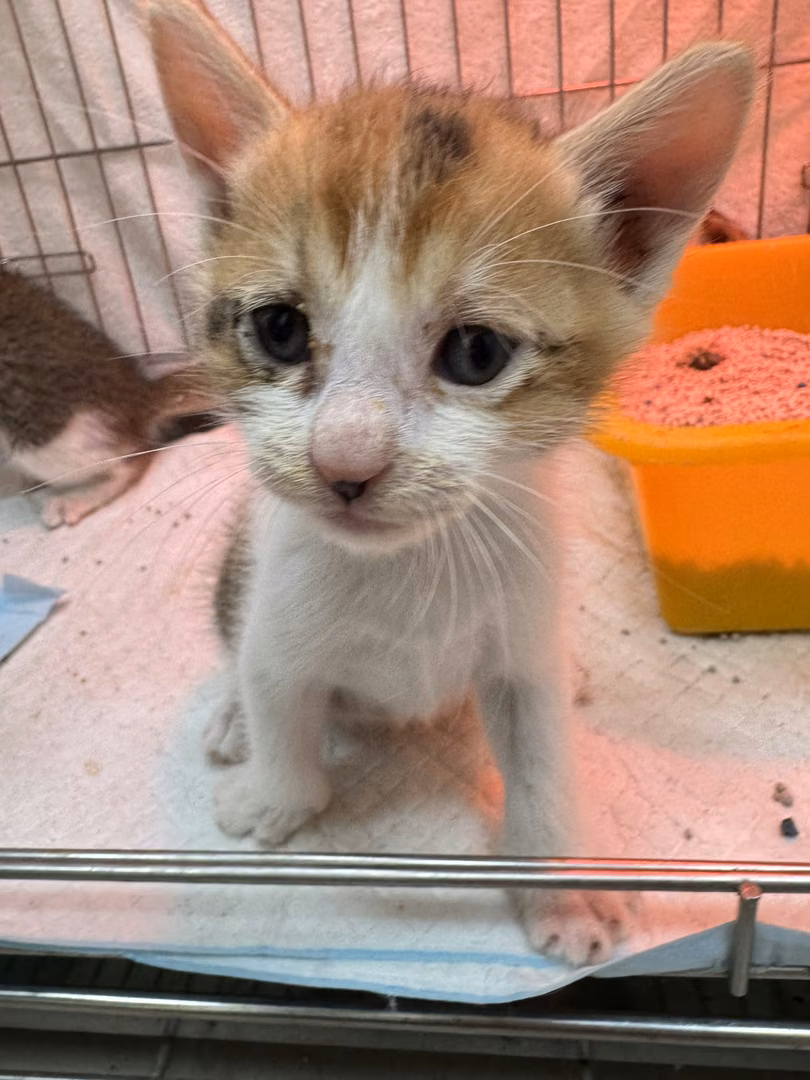The cat, from the shelter's listing