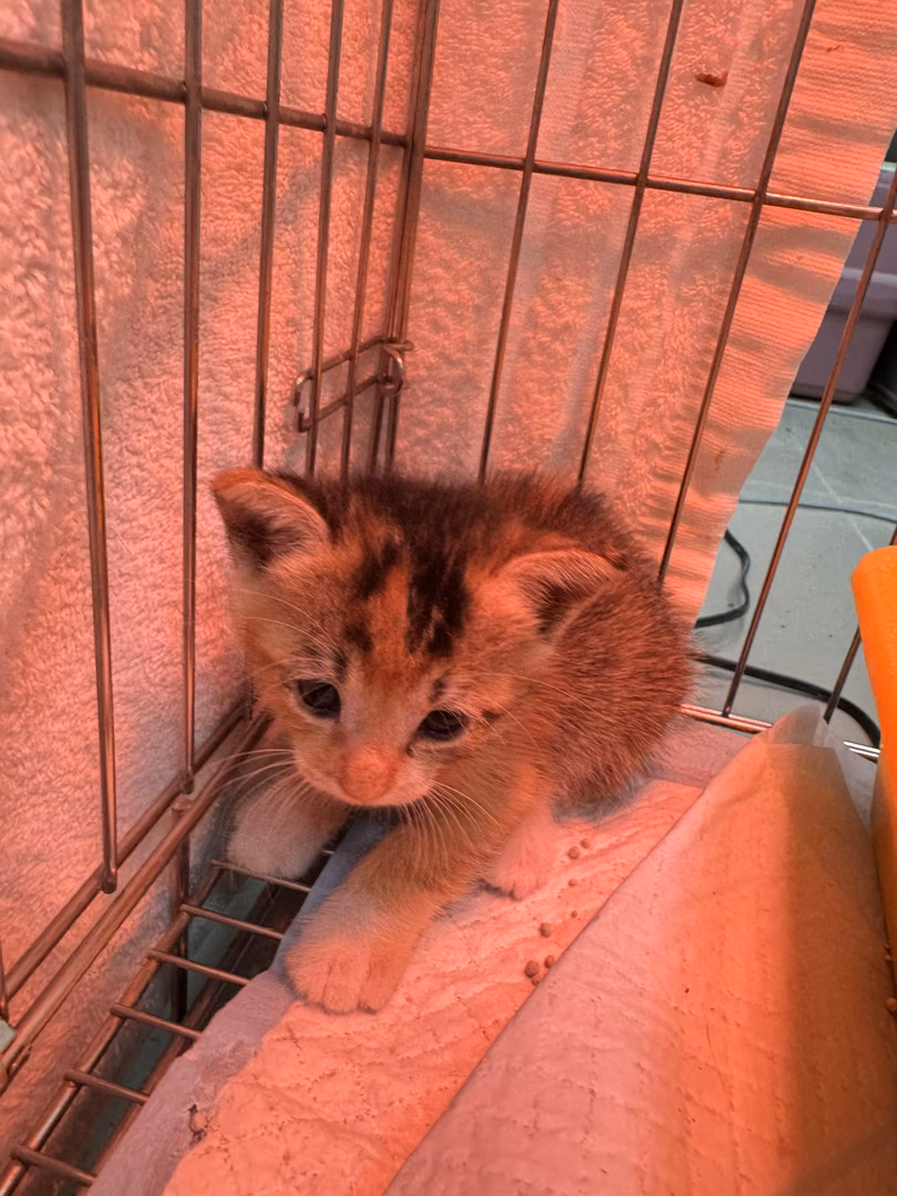The cat, from the shelter's listing