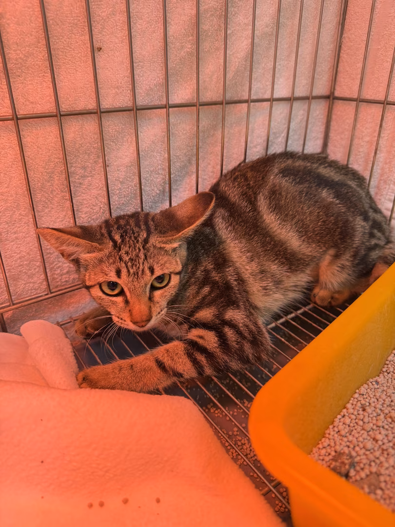 The cat, from the shelter's listing