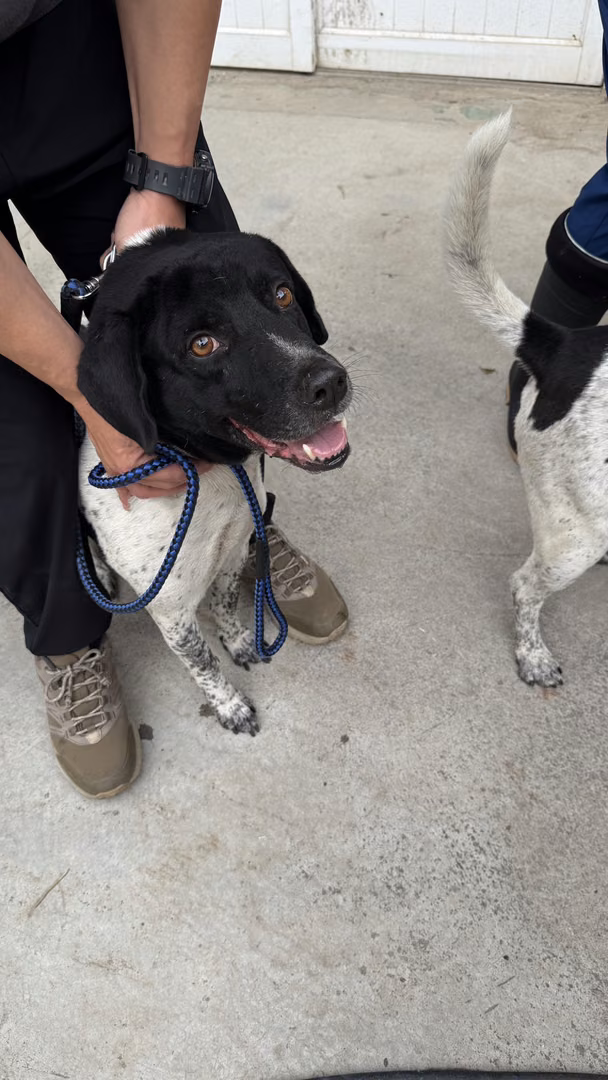 The dog, from the shelter's listing