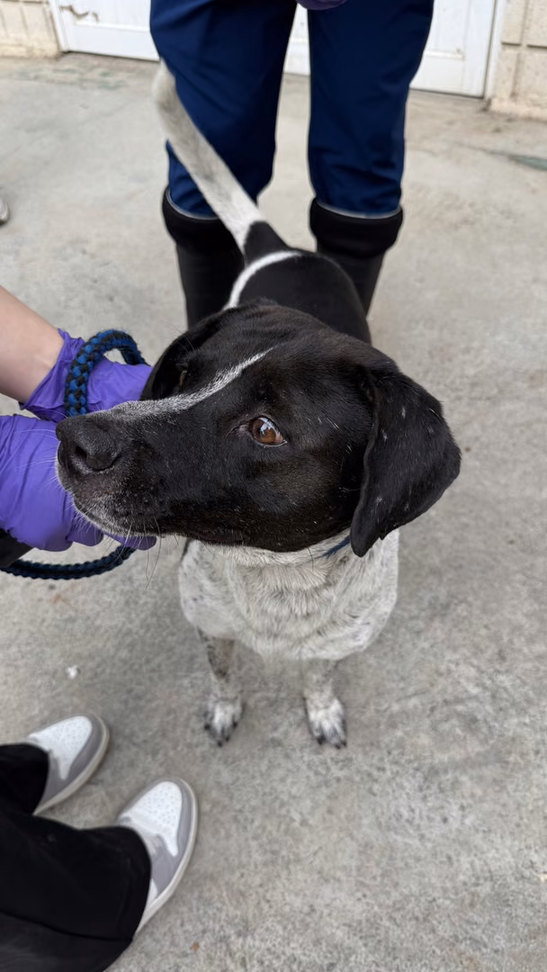 The dog, from the shelter's listing