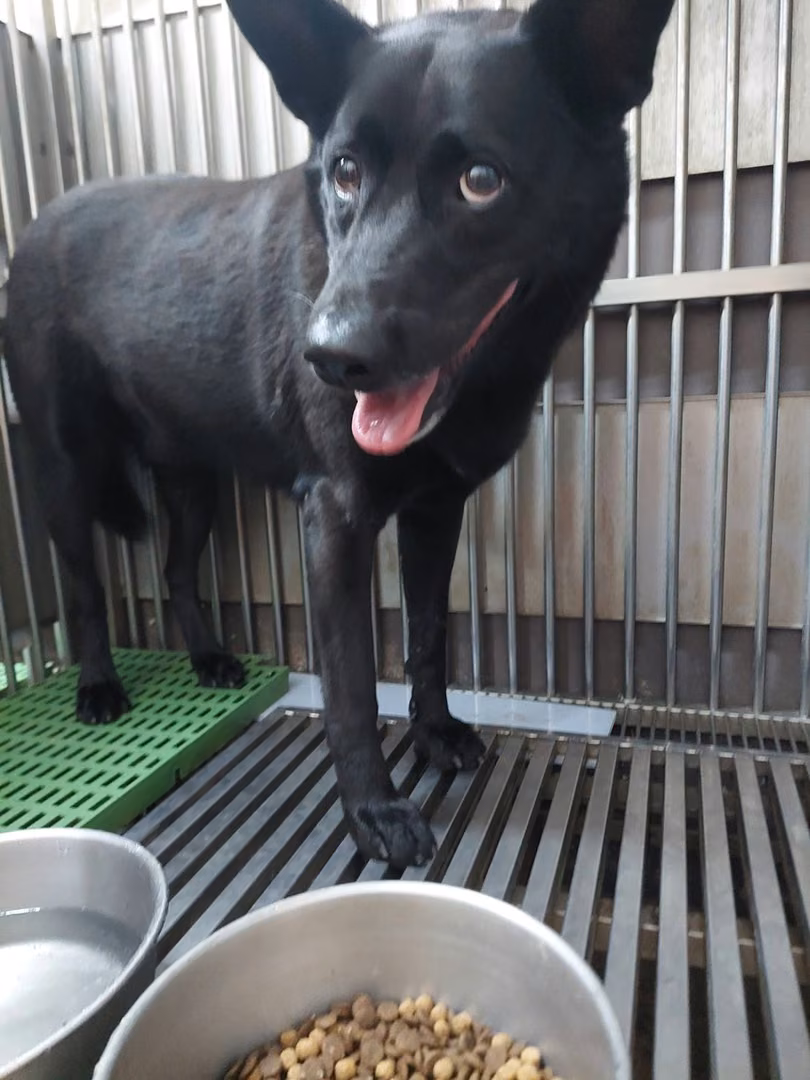The dog, from the shelter's listing