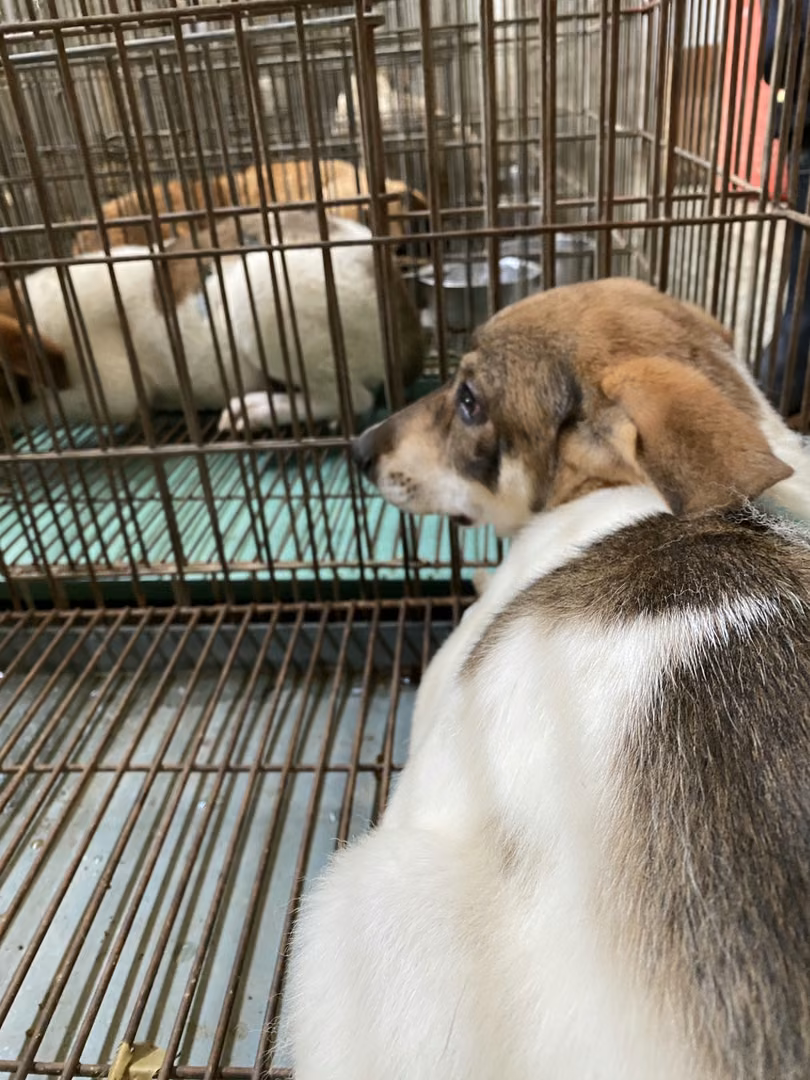 The dog, from the shelter's listing