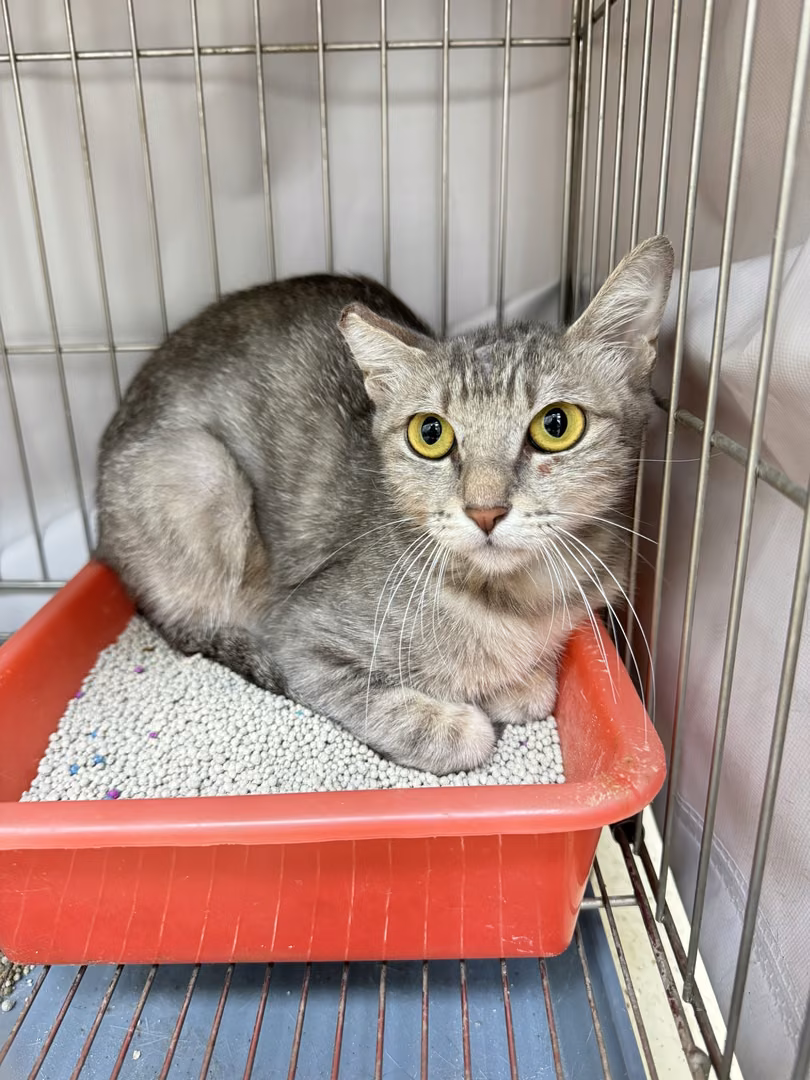 The cat, from the shelter's listing