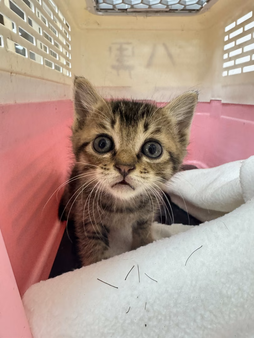 The cat, from the shelter's listing