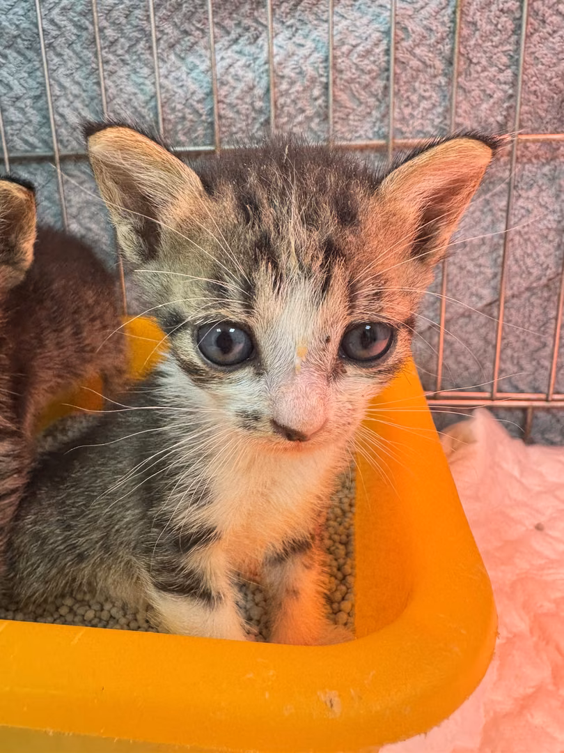 The cat, from the shelter's listing