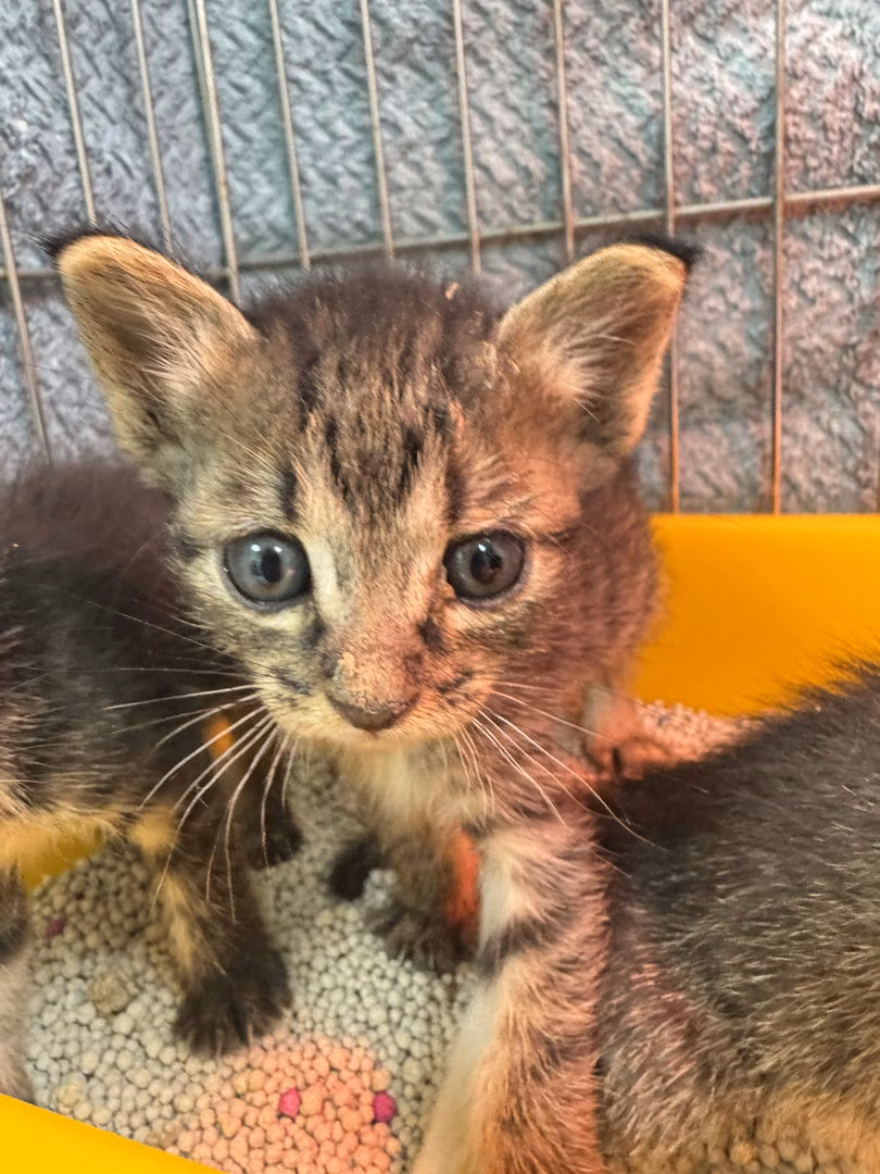 The cat, from the shelter's listing