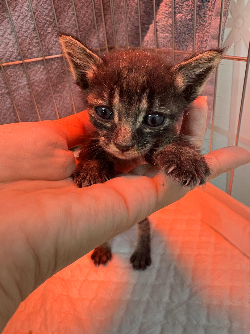 The cat, from the shelter's listing