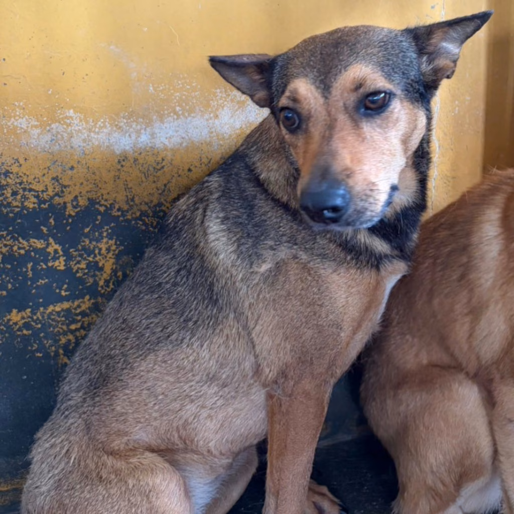The dog, from the shelter's listing
