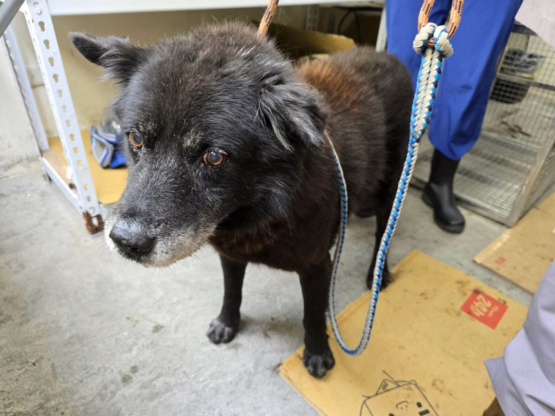 The dog, from the shelter's listing
