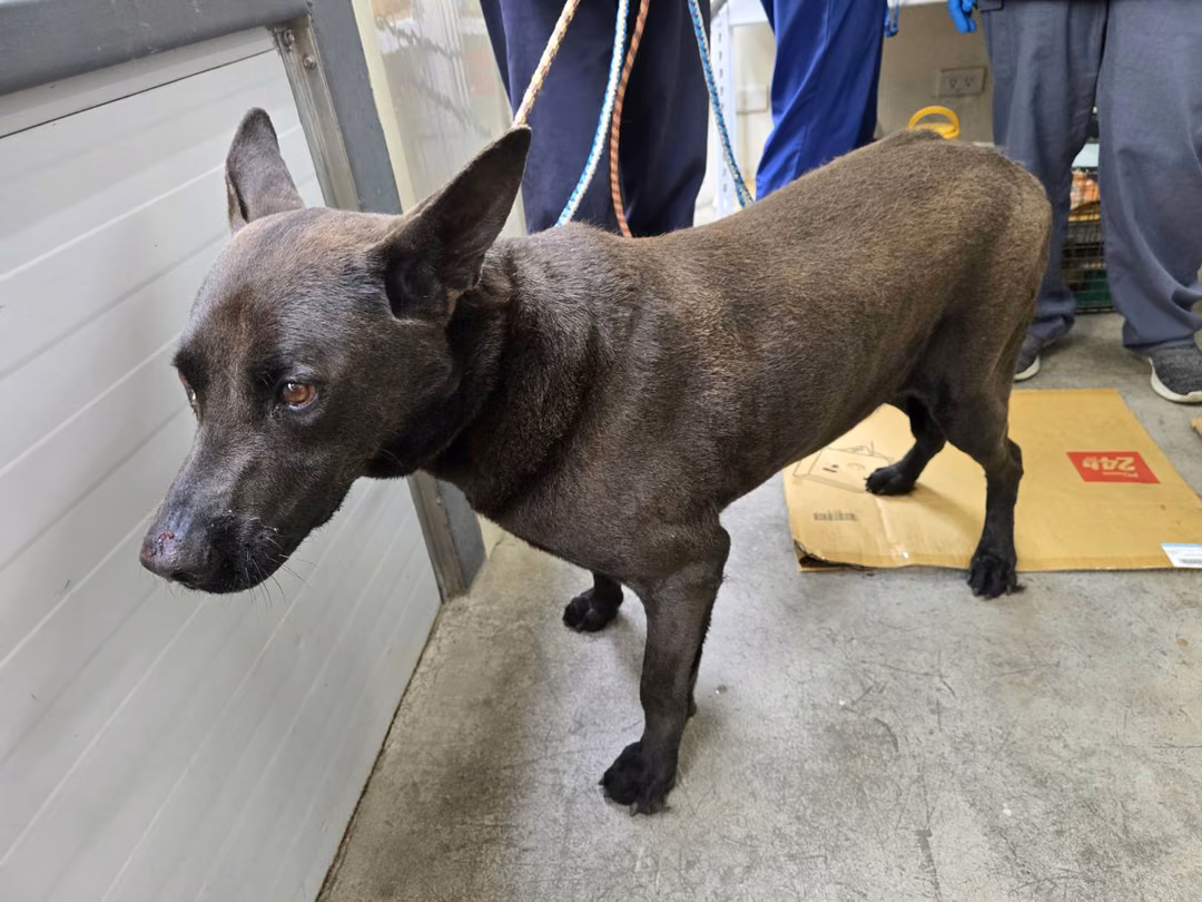 The dog, from the shelter's listing