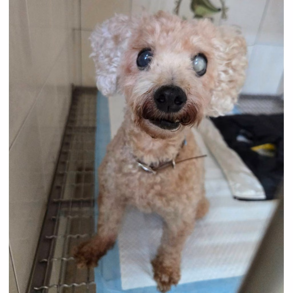 The dog, from the shelter's listing