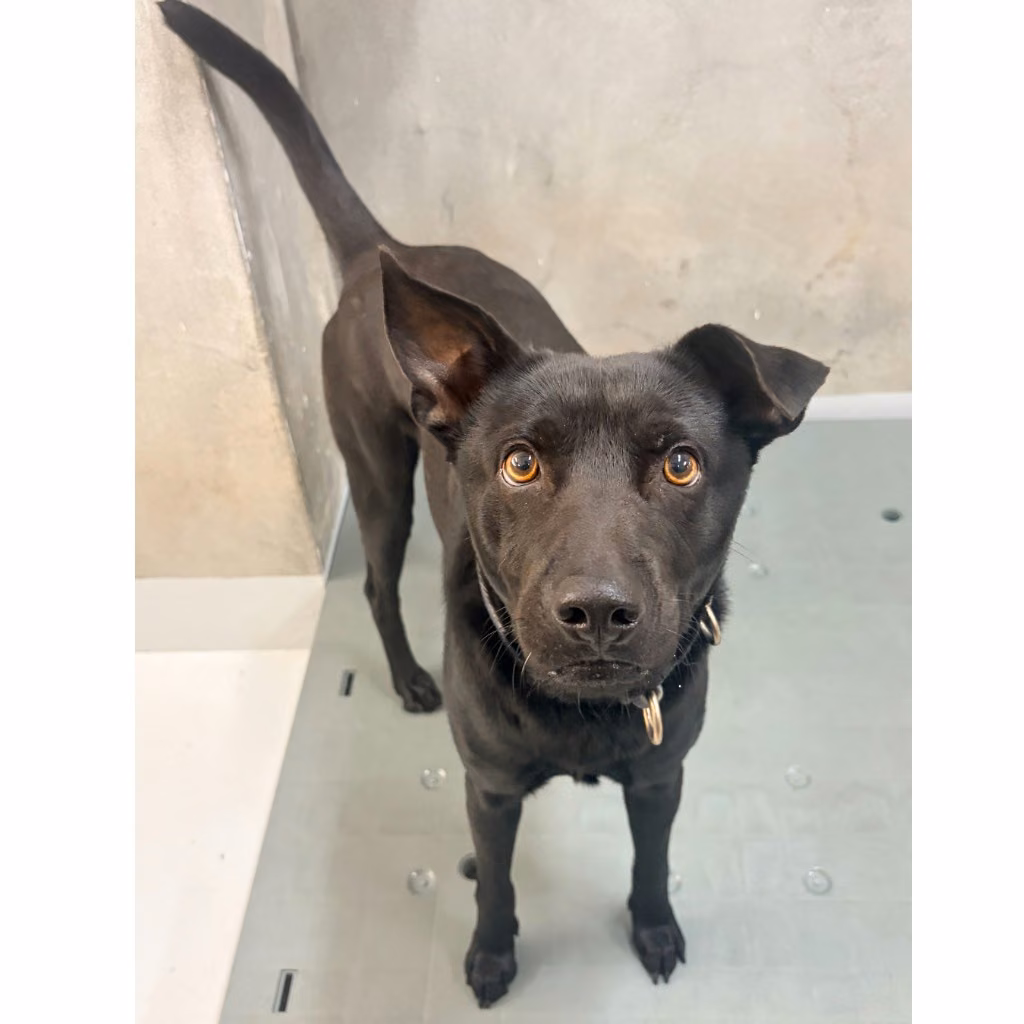 The dog, from the shelter's listing