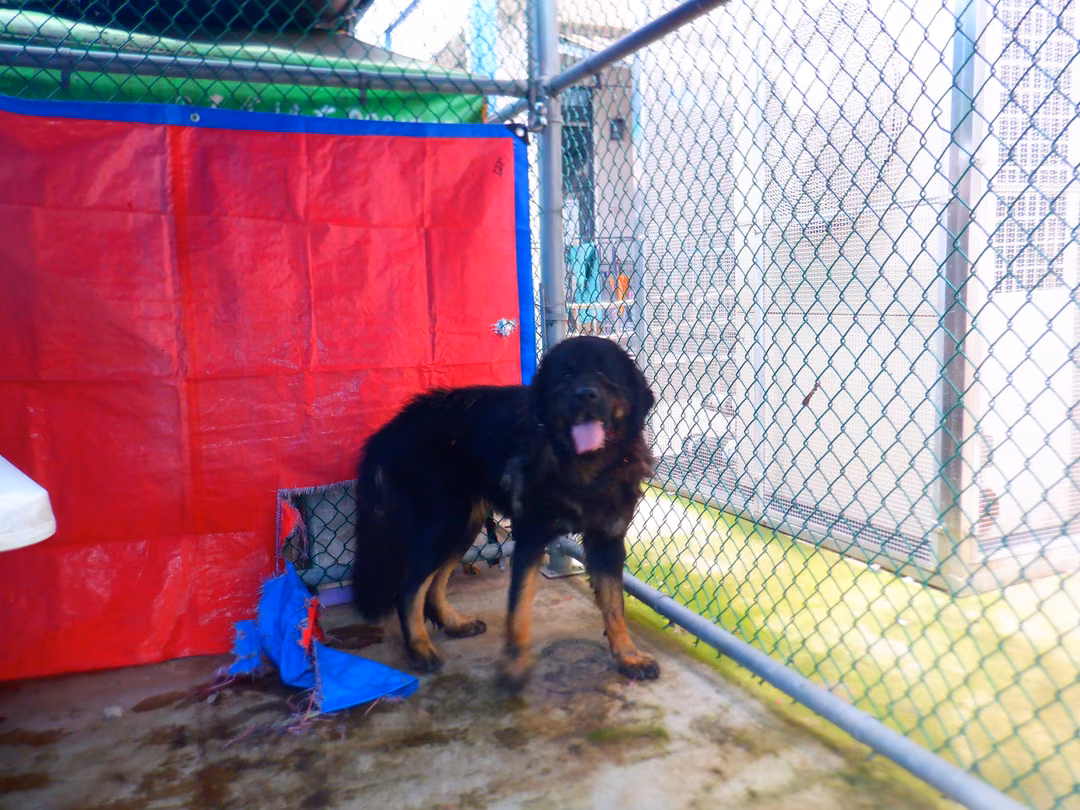 The dog, from the shelter's listing