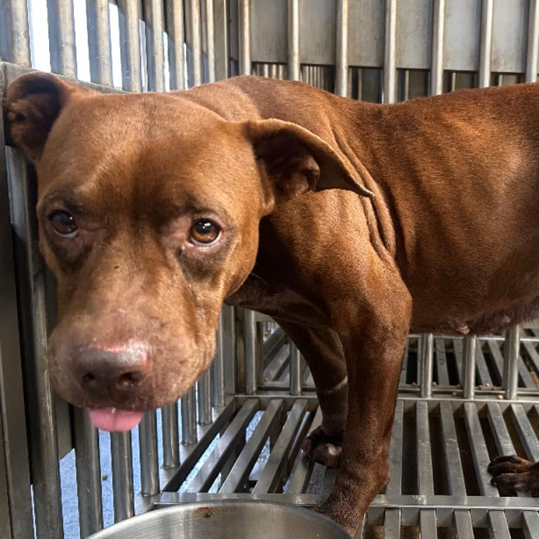 The dog, from the shelter's listing