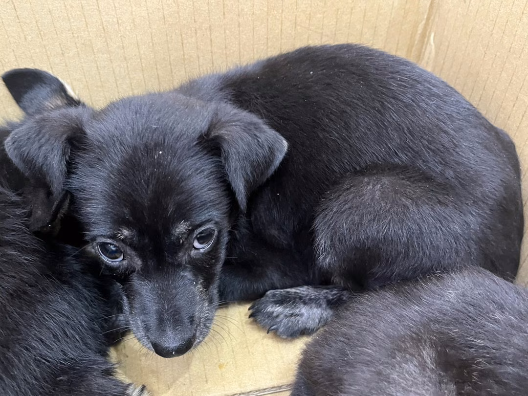 The dog, from the shelter's listing