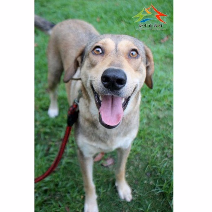 The dog, from the shelter's listing