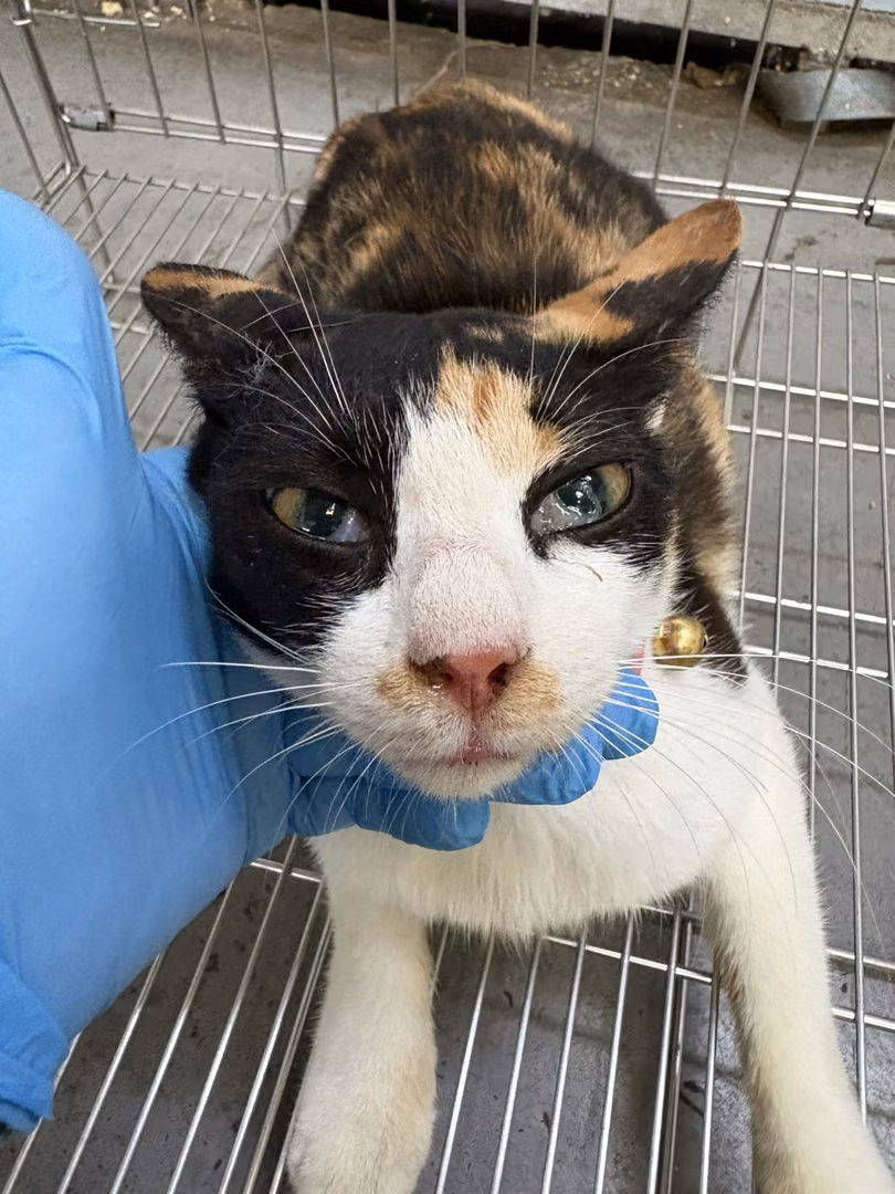 The cat, from the shelter's listing