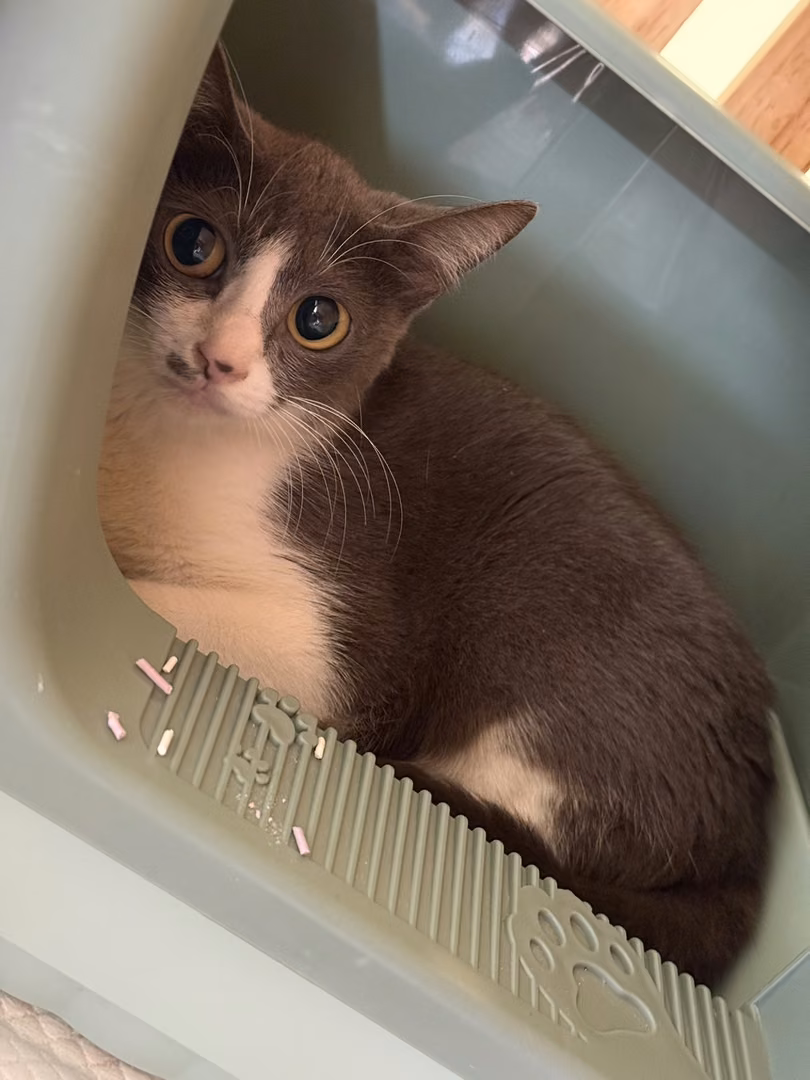 The cat, from the shelter's listing